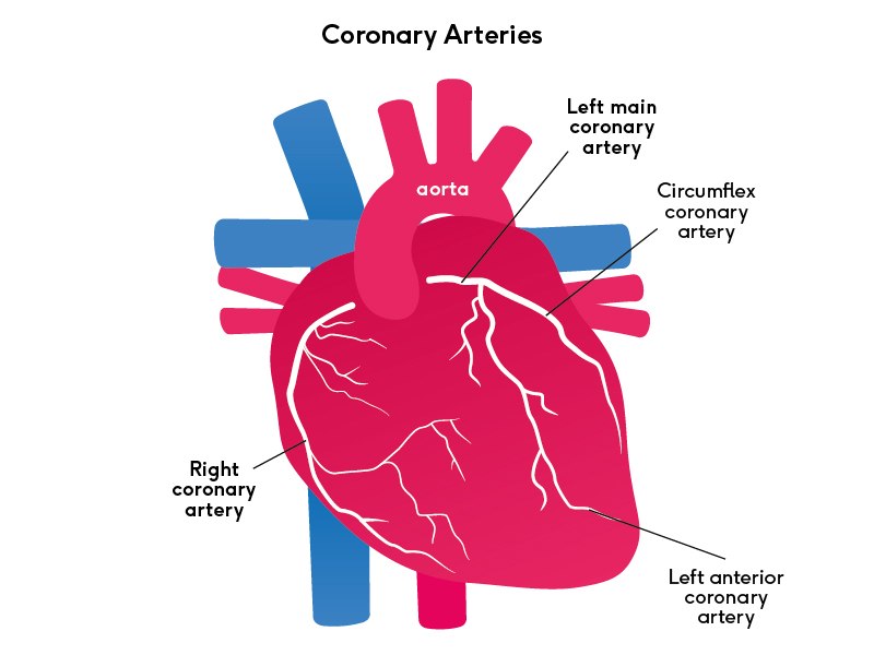 Coronary arteries of the heart