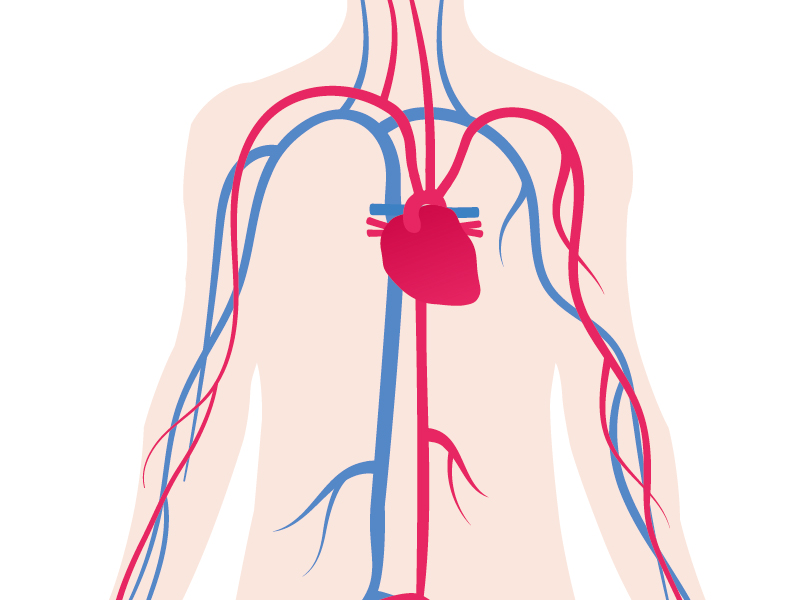 The heart and circulatory system